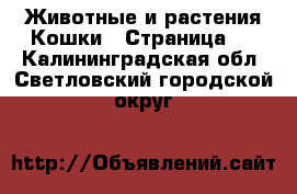 Животные и растения Кошки - Страница 2 . Калининградская обл.,Светловский городской округ 